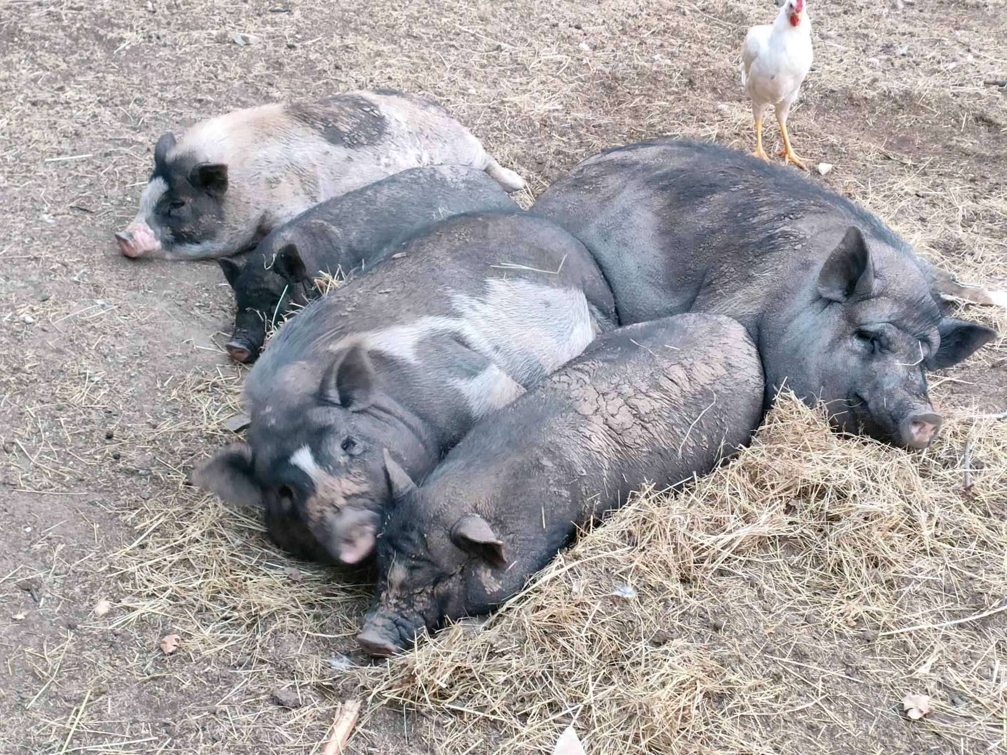 Gite A La Ferme Ongles Екстер'єр фото